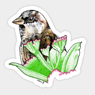 Peek-a-Boo!  (House Sparrow) Sticker